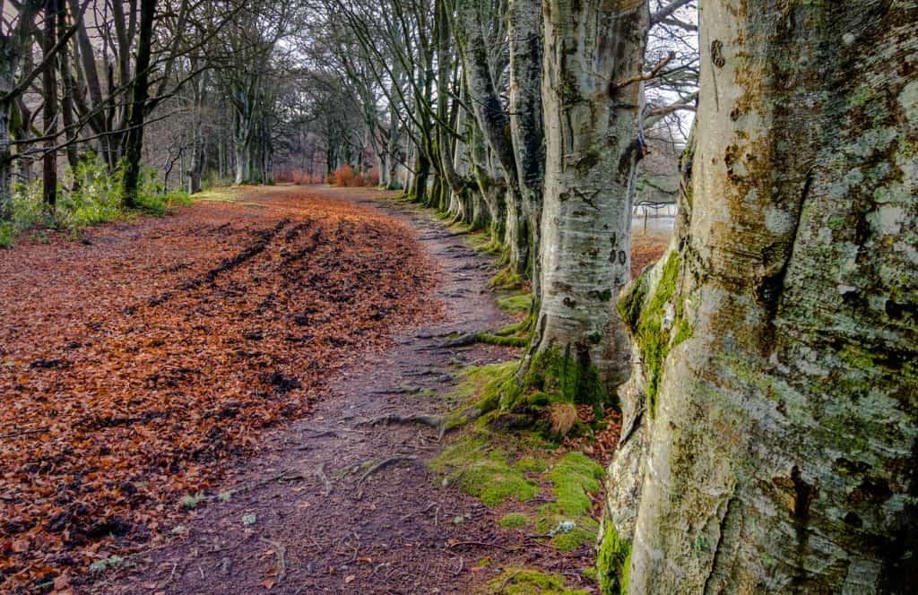 Tree Lined Path at Kenmore