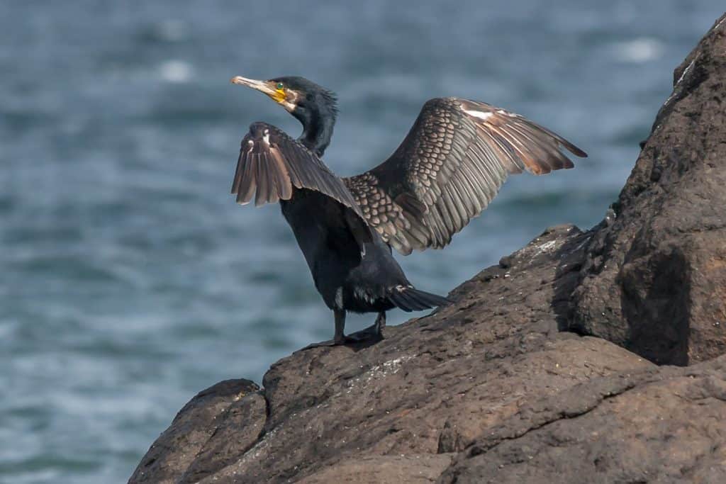 Cormorant