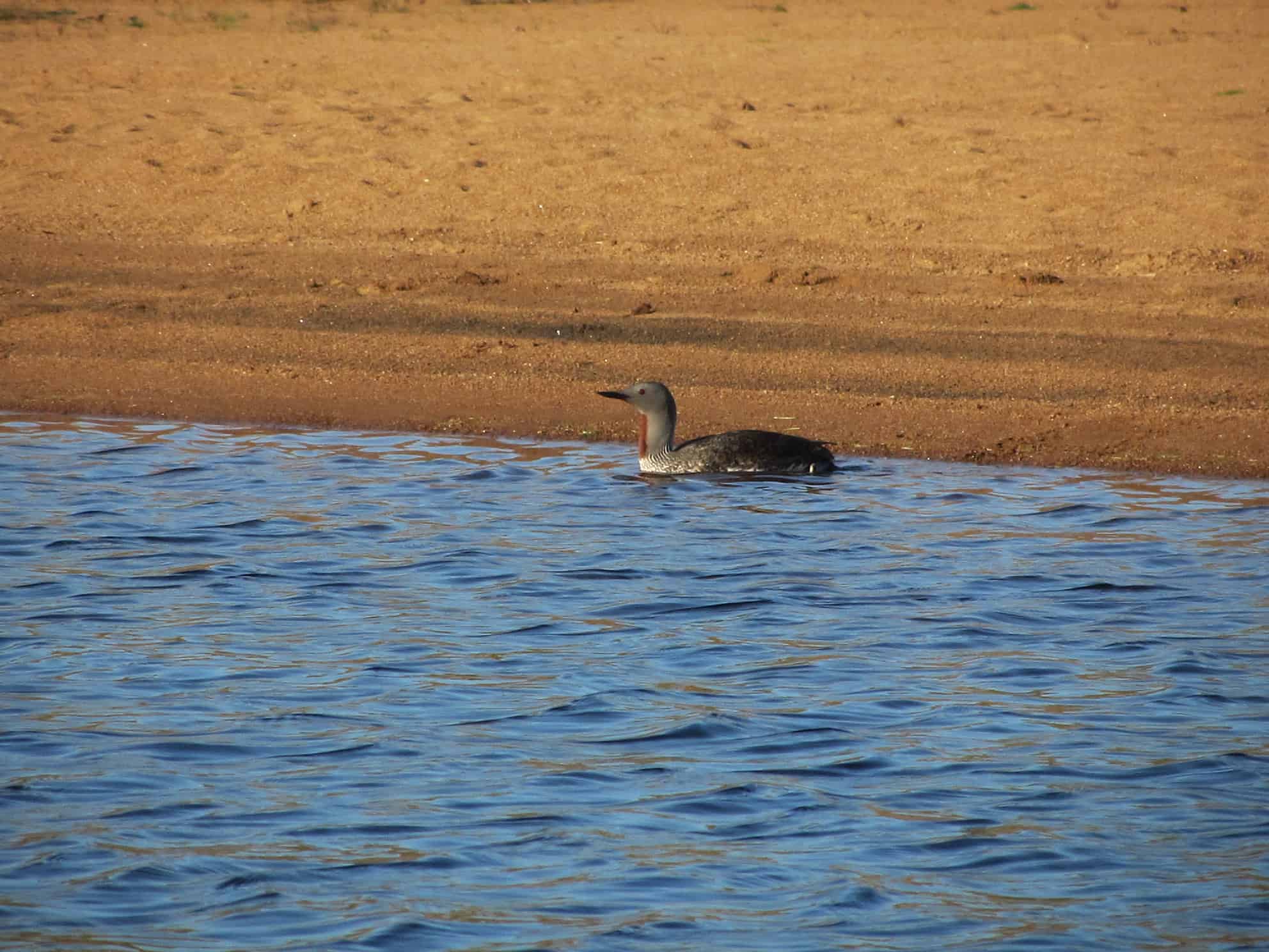 Red throated diver