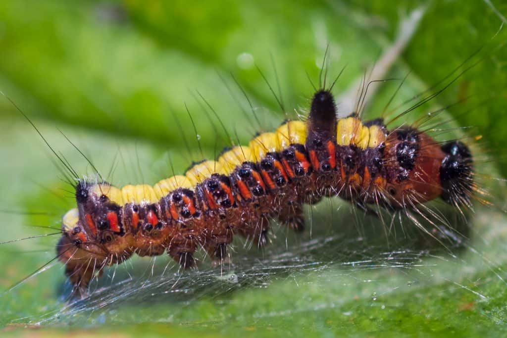 Dagger Moth Caterpillar