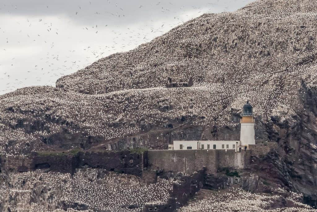 Bass Rock Close up