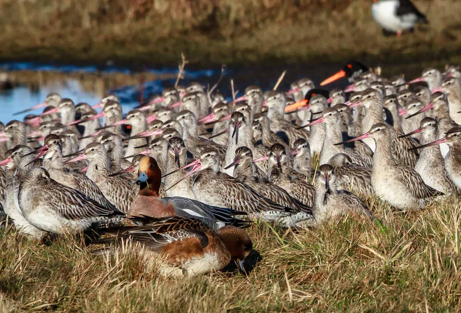 godwits