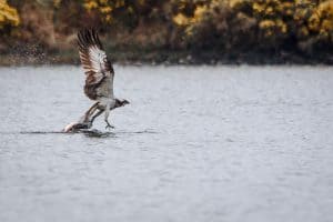 Loch Rusky Osprey Catching a Trout