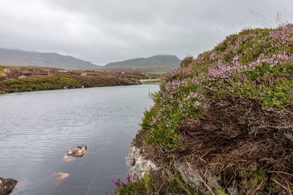 Purple Heather