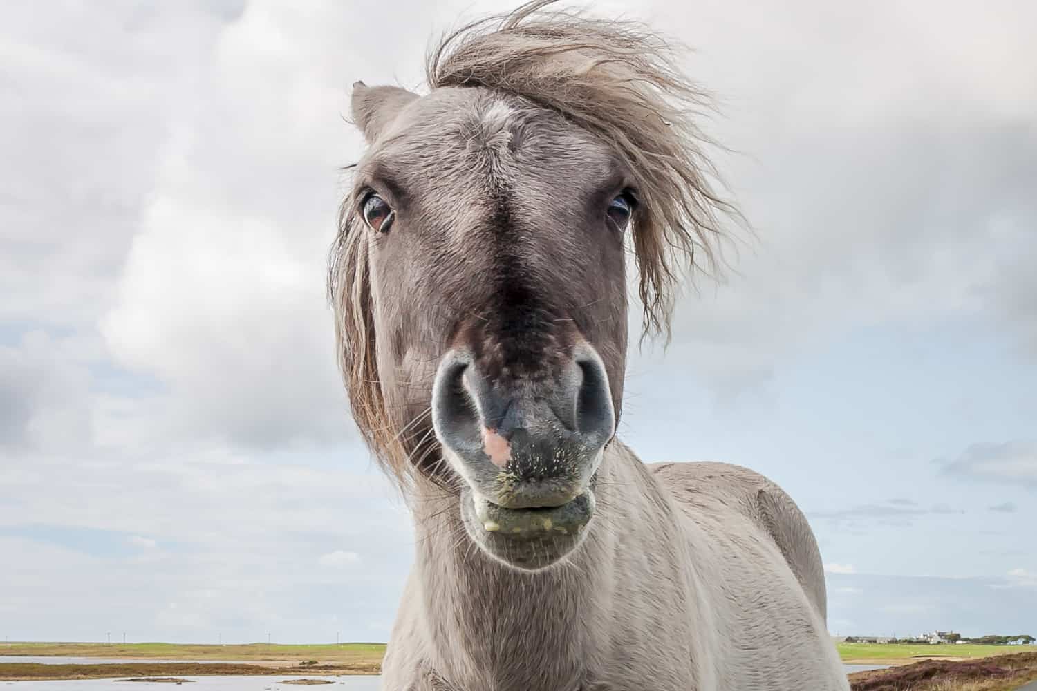 shetland ponies