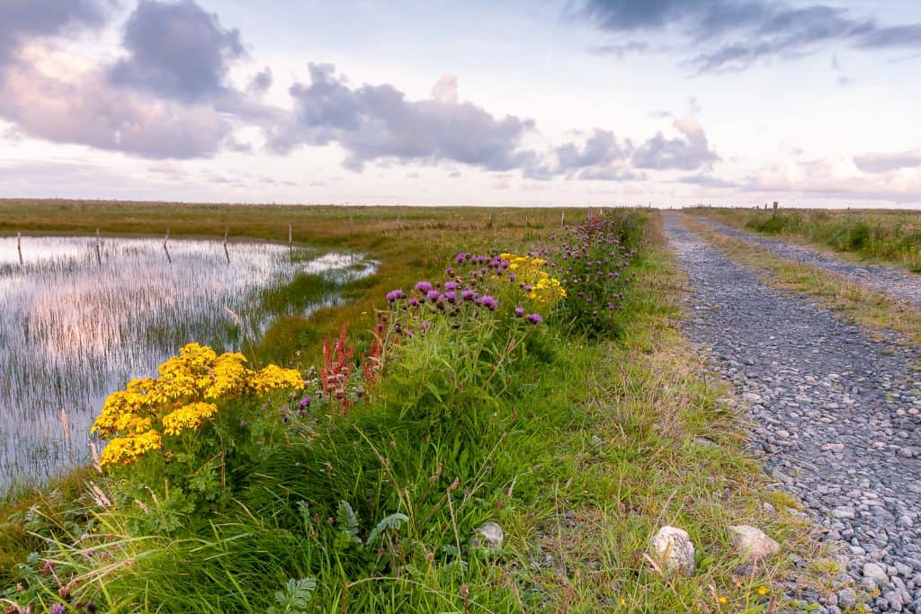 Wildflowers line the track beside Grogarry Loch, South Uist