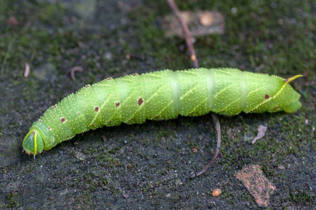 Hawkmoth Caterpillar