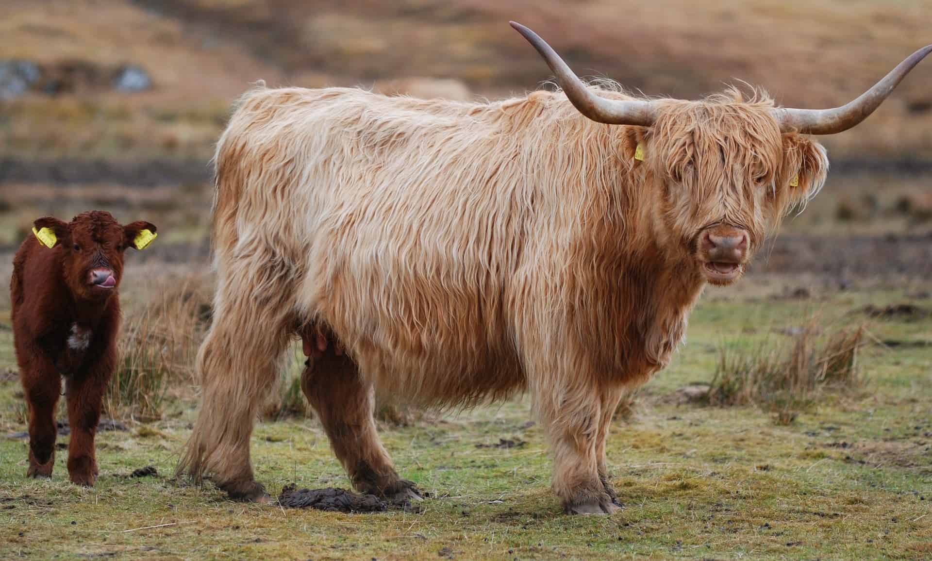 highland cow