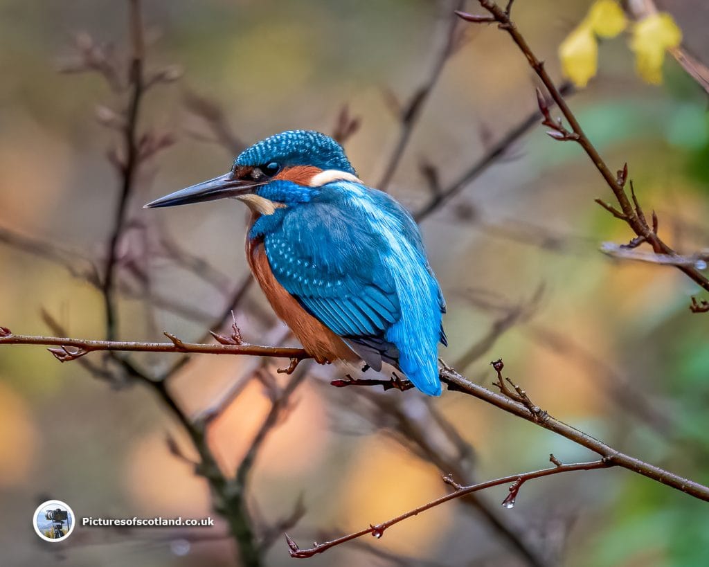 Kingfisher