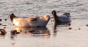 edinburgh seals