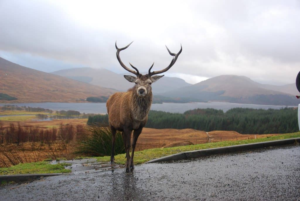 Red Deer Stag