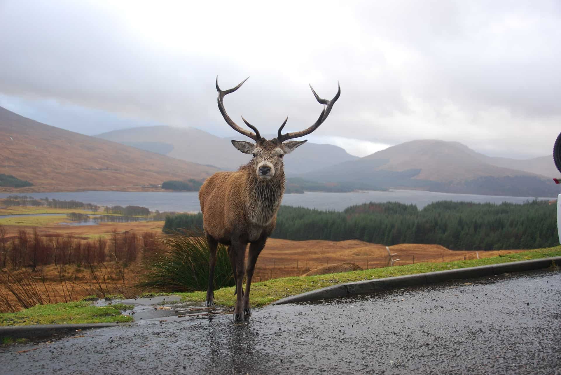 red deer stag