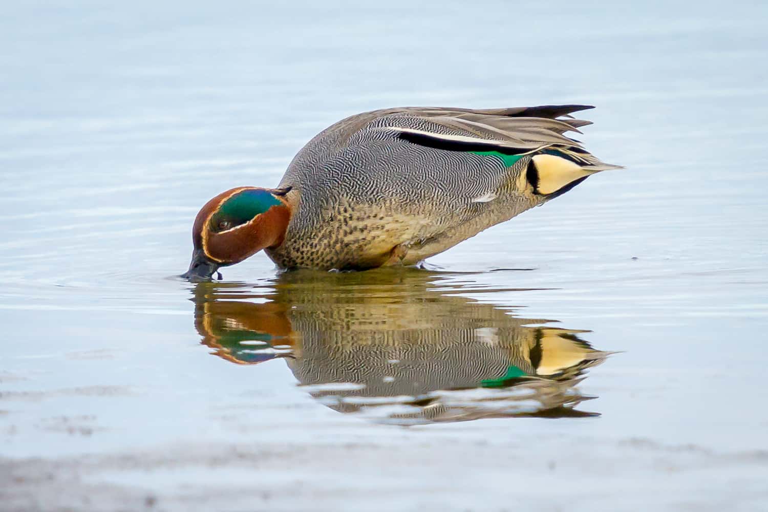 Teal Duck