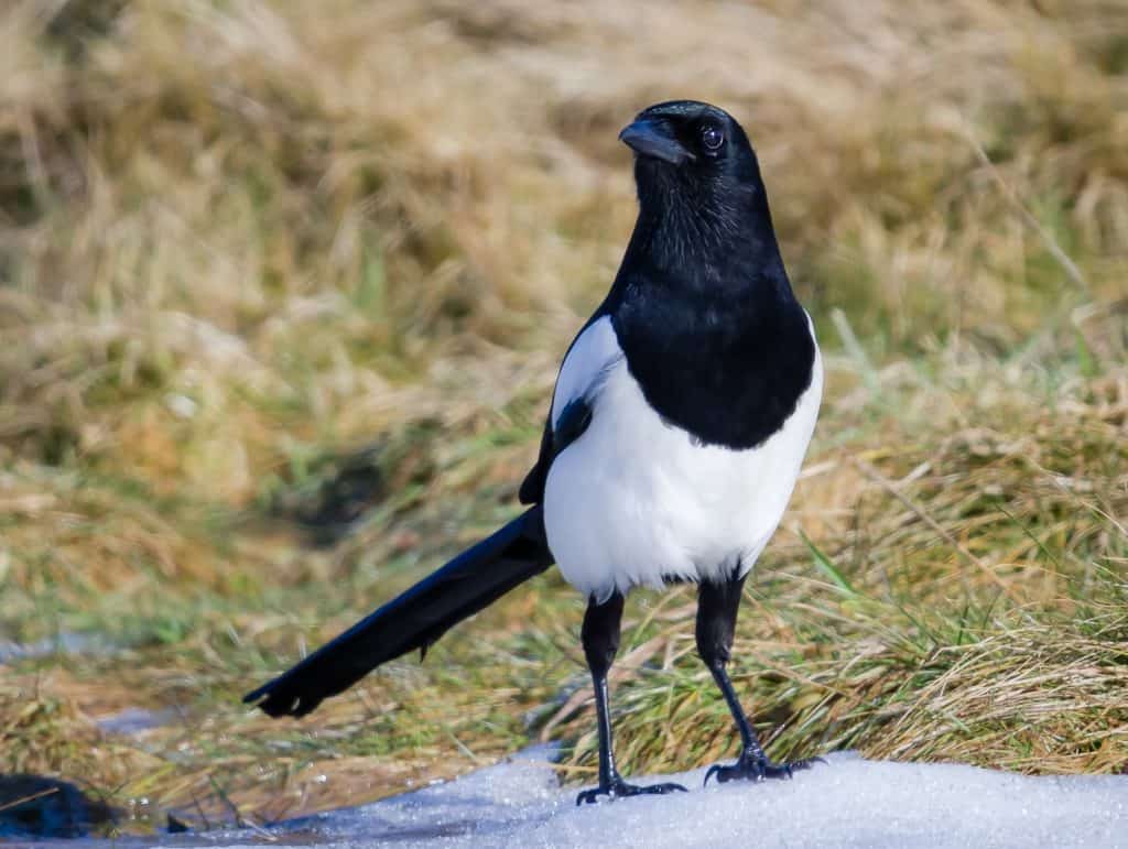 Magpie