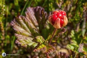 cloudberries