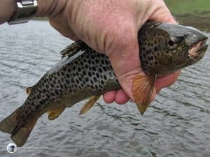 Loch Skeen Trout