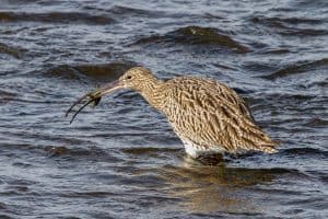 Curlew Versus Crab - Round 1