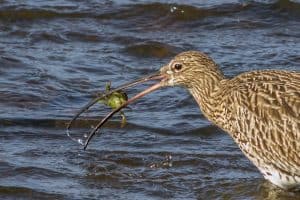 Curlew Versus Crab - Round 2