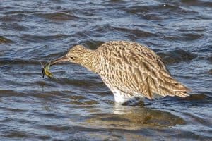 Curlew Versus Crab - Round 3