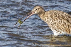 Curlew Versus Crab - Final Round