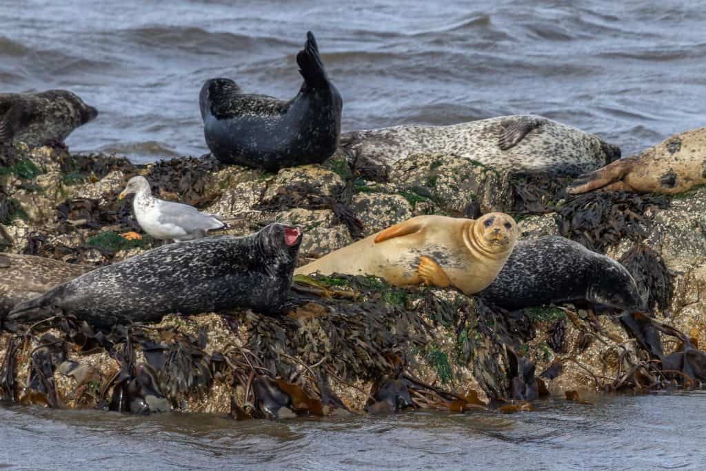 Seals Taking it Easy