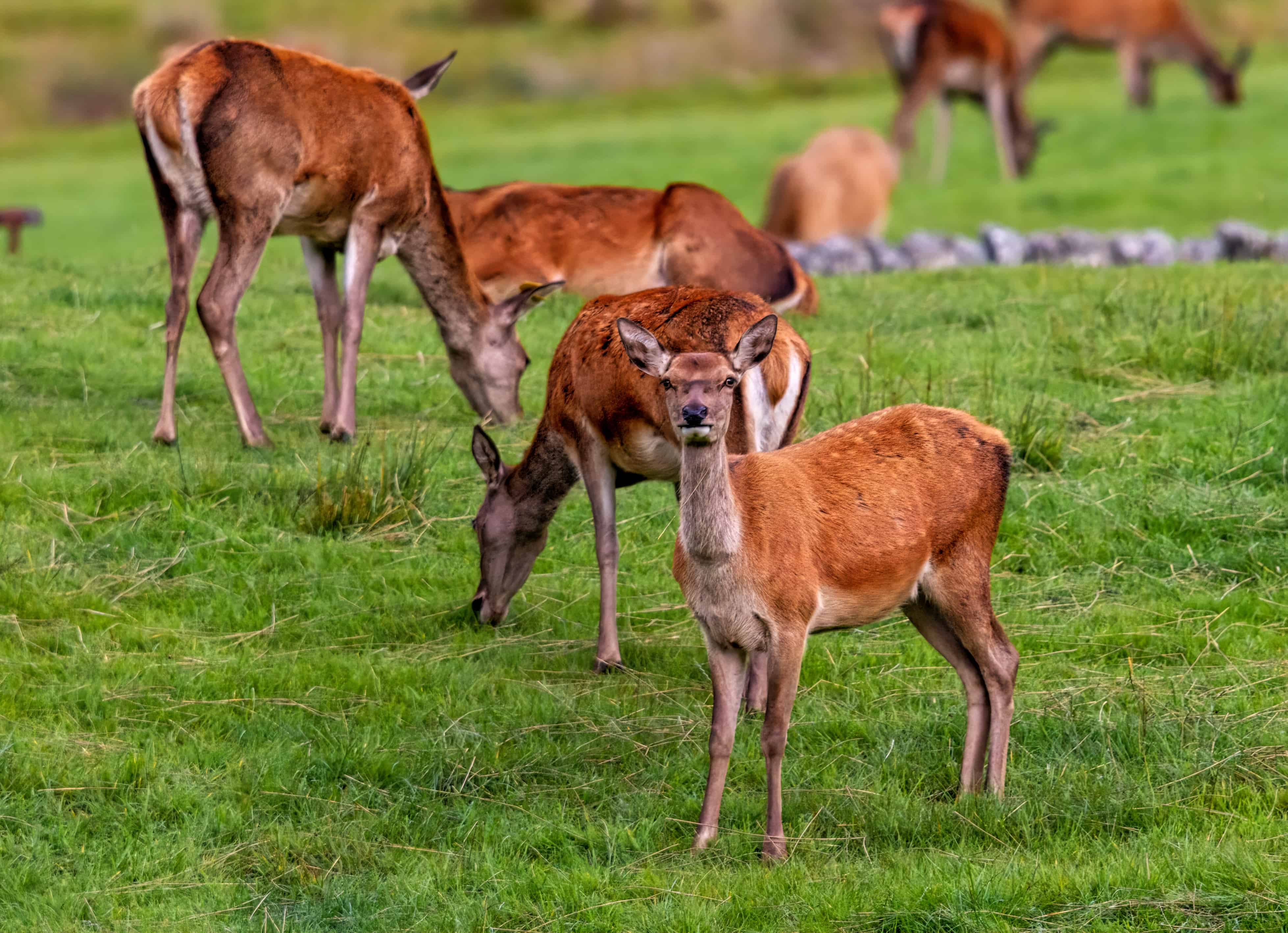 Red Deer Hinds