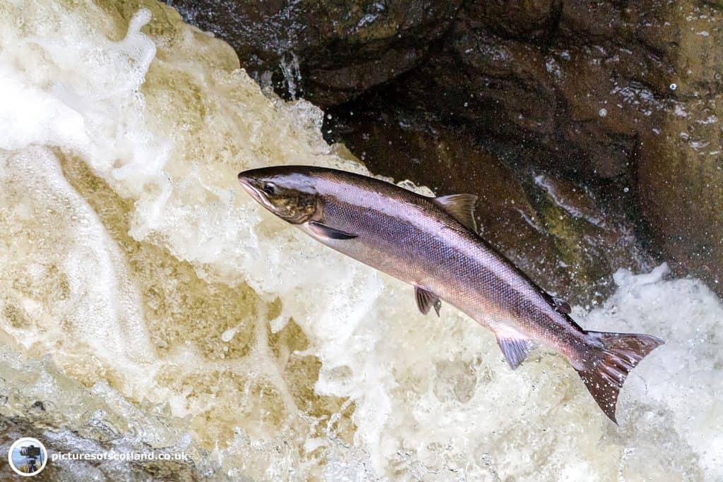 Leaping Salmon, Buchanty Spout