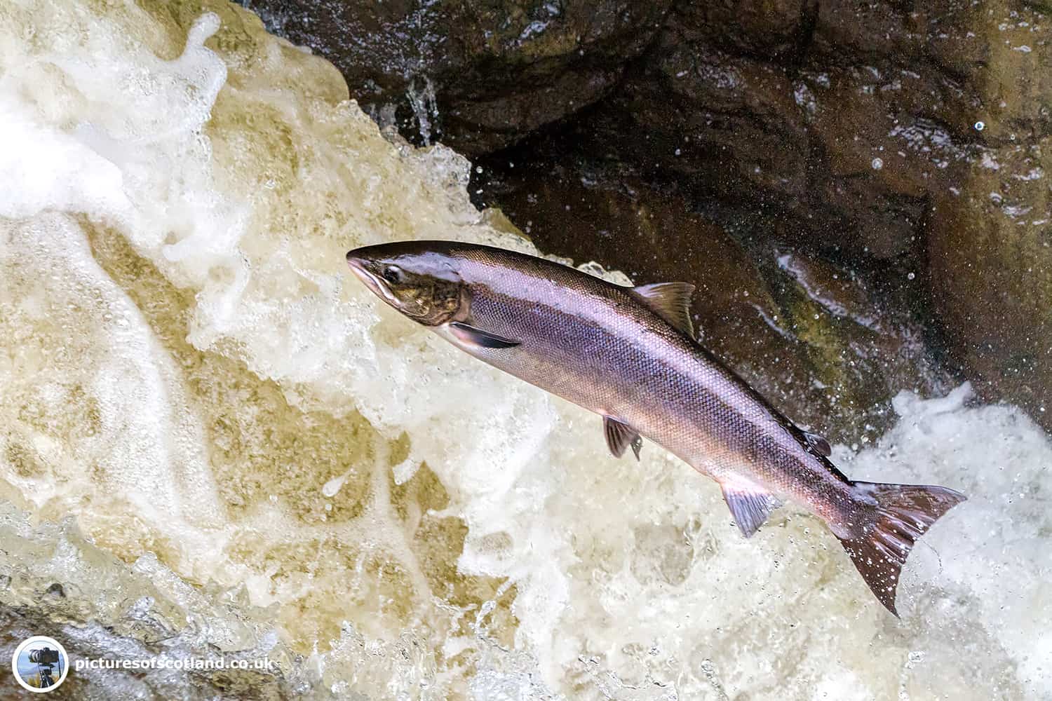 Leaping Salmon, Buchanty Spout