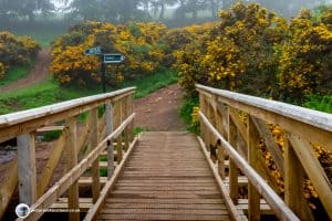 Take the right hand path to Scald Law