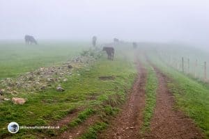 Scald Law - cattle in the mist