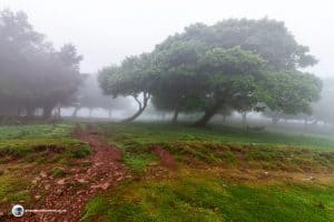 Scald Law - Follow the path through the trees