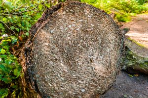 Coins in Trees, The Hermitage, Dunkeld