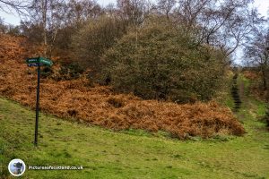 Allermuir walk start