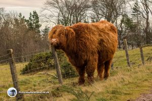 Highland cow