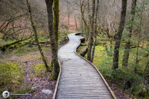 The Wooden Walkway