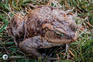 Toad