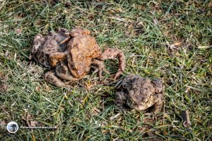 Mating Toads