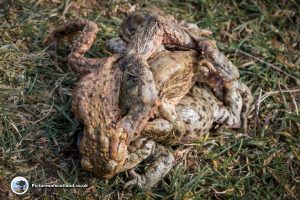 Mating Toads