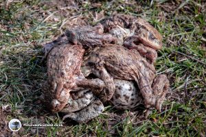 Mating Toads