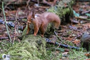 Red Squirrel