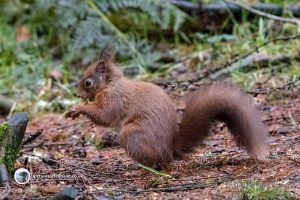 Red Squirrel