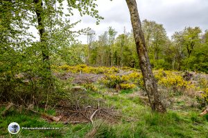 The path leads through fine woodland