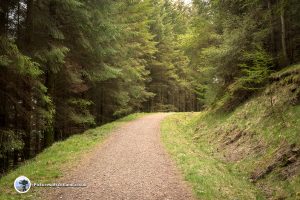 Bracklinn Falls pine forest