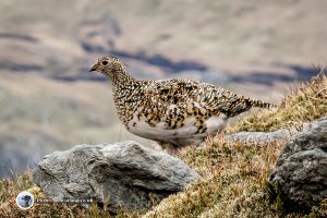 A Ptarmigan on Sgiath nam Tarmachan