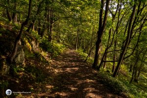 The path first leads through woodland