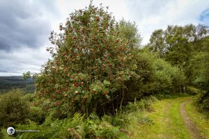 Rowan Tree