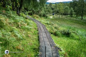 Walkways Through the Glenfinglas Woodlands