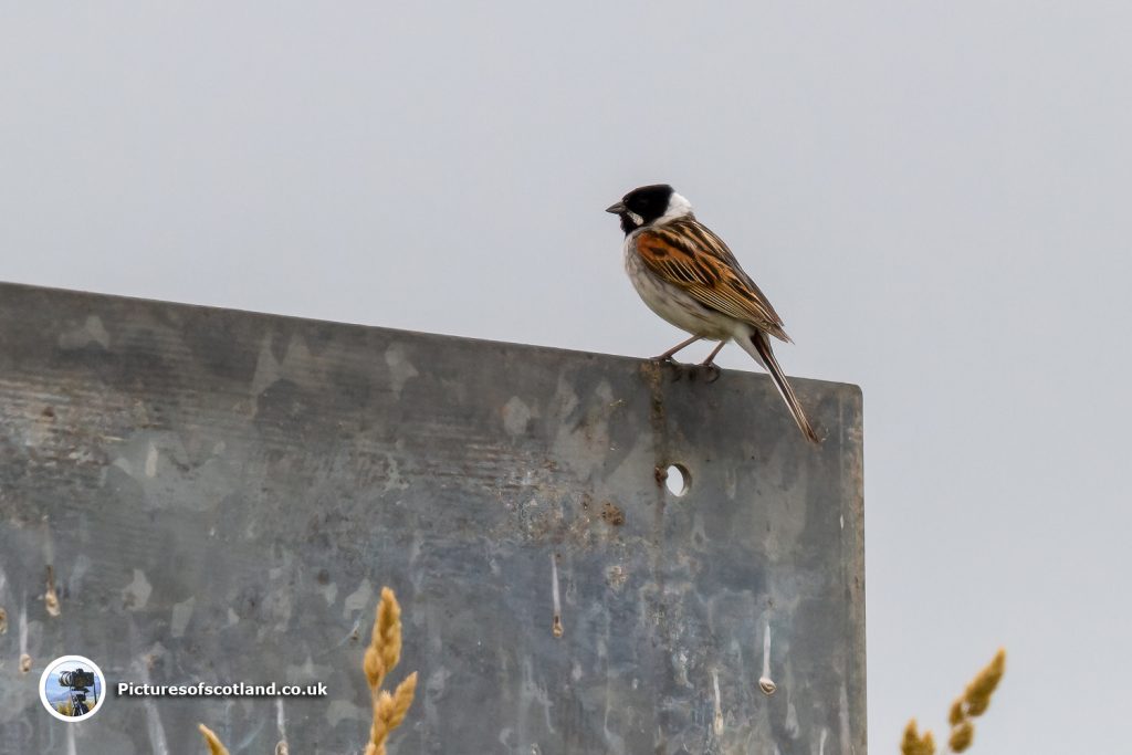 Reed Bunting