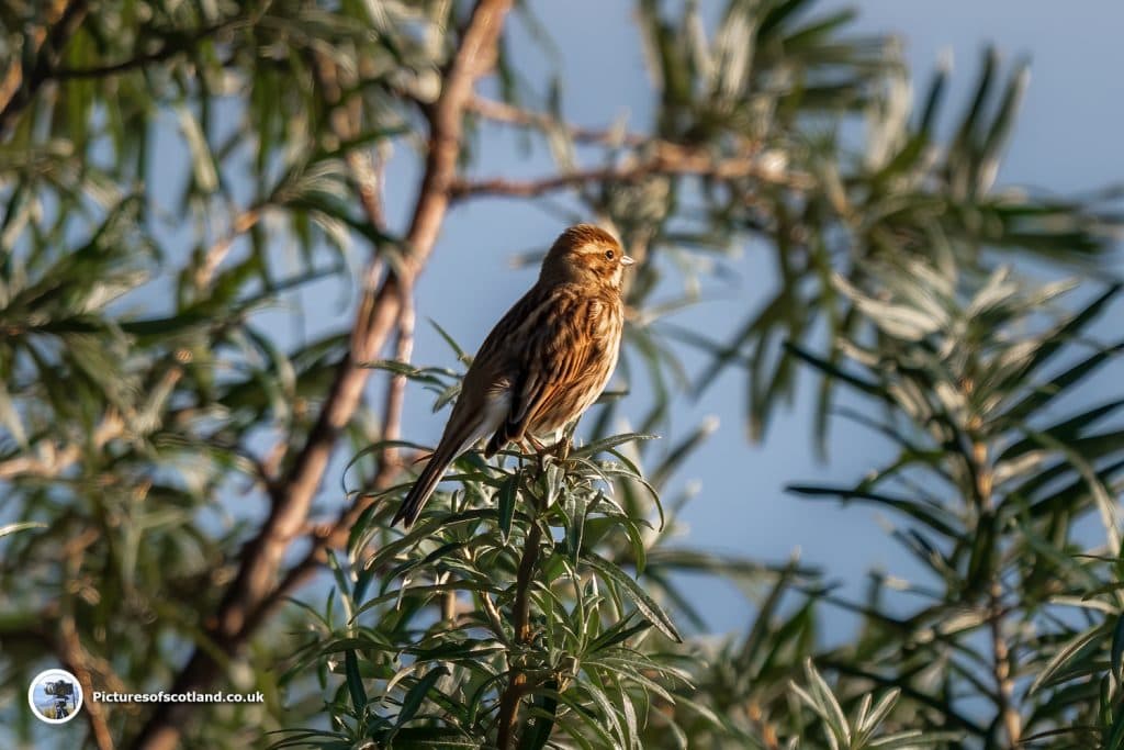 Female Reed Bunting