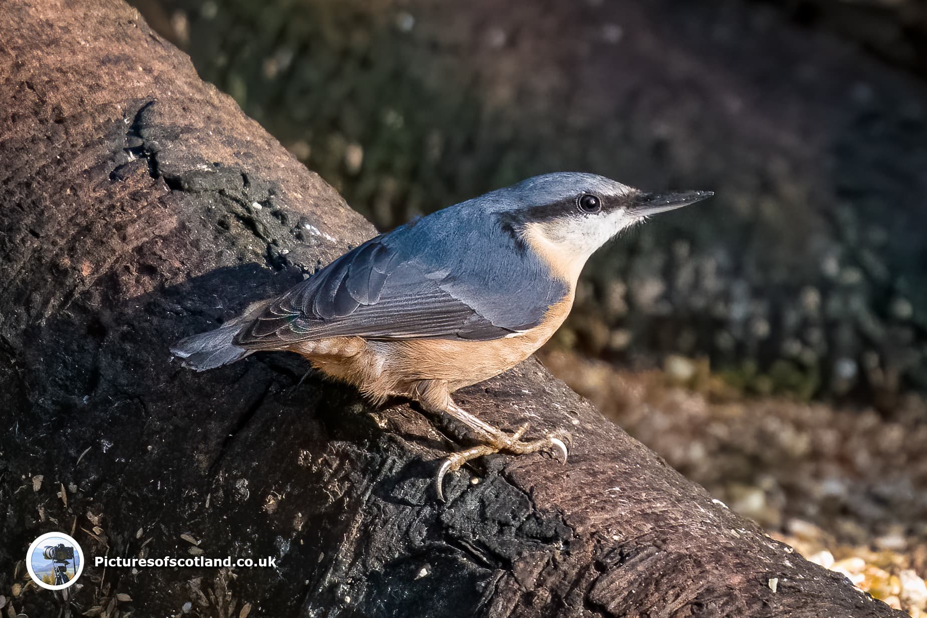 nuthatch